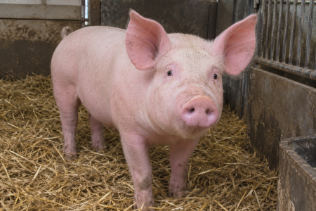 Pork best